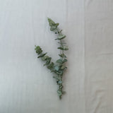 Eukalyptus -oksa Lehti